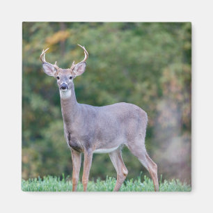 Íman Belo Veado Branco Buck Deer no Campo
