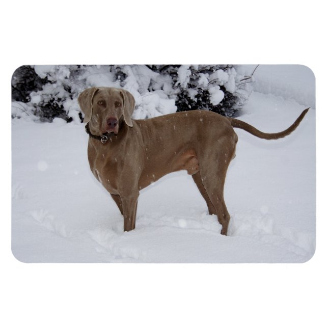 Íman Belo Weimaraner na neve (Horizontal)