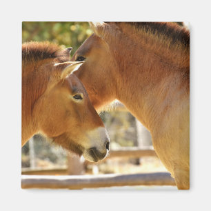 Íman Belos Cavalos