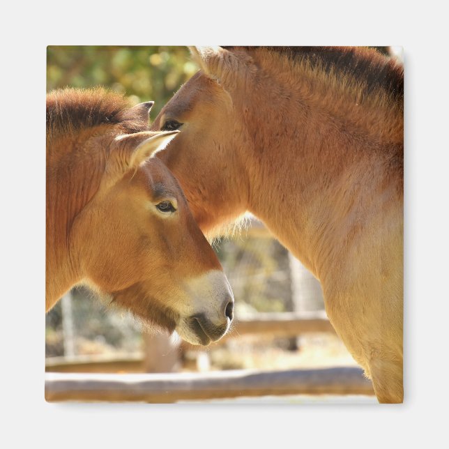 Íman Belos Cavalos (Frente)