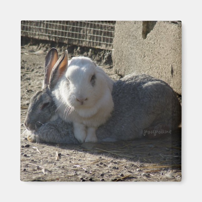 Íman belos coelhos (Frente)