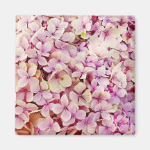 Belos Flores de Hydrangea