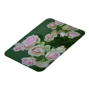 Íman Belos rosas de jardim de rosas claro