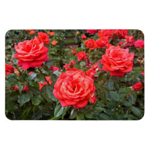 Íman Belos Rosas, Portland, Oregon