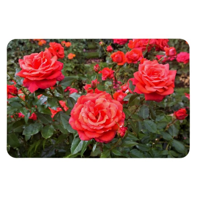 Íman Belos Rosas, Portland, Oregon (Horizontal)