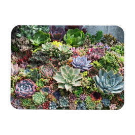 Íman Belos Suculentos