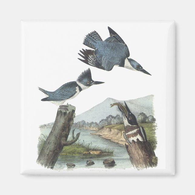 Íman Belted Kingfisher, John Audubon (Frente)