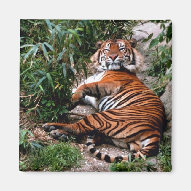 Íman Bengal Tiger (Frente)