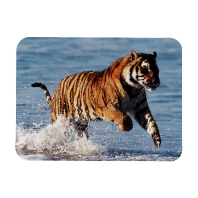 Íman Bengal Tiger (Panthera Tigris) (Horizontal)