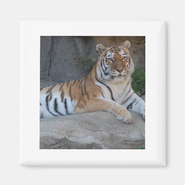 Íman Bengal Tigers (Frente)