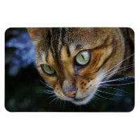 Bengala Cat