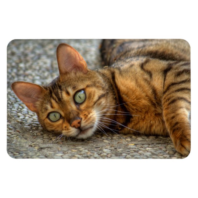 Íman Bengala Cat (Horizontal)