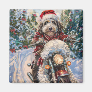 Íman Bernedoodle Dog Andando na Motocicleta Natal