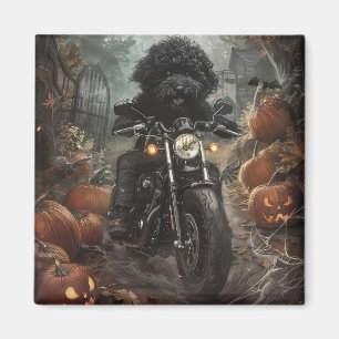 Íman Bernedoodle Pilotando Motocicleta Halloween Assust