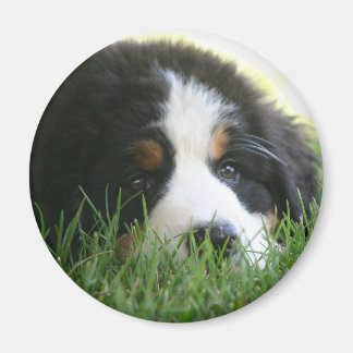 Íman Bernese Puppy