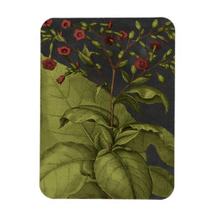 Íman Besler Dramatique I