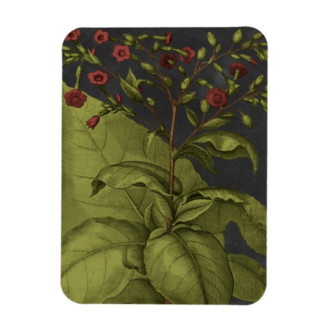 Íman Besler Dramatique I (Vertical)