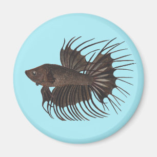 Íman Betta Fish