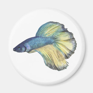 Íman Betta Fish