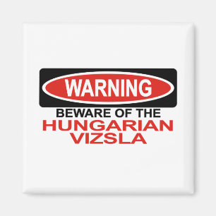 Íman Beware do Hungarian Vizsla