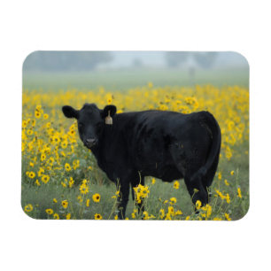 Íman Bezerro Preto em um Campo de Girassóis