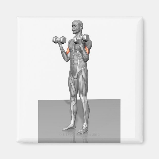 Íman Biceps Pendentes Curva 2 (Frente)