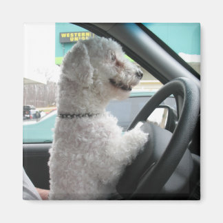 Íman bichon de condução
