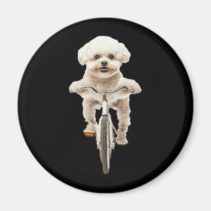 Íman Bichon Frise