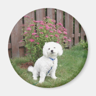 Íman Bichon Frise