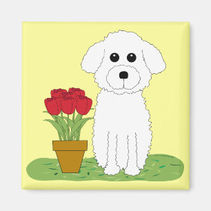 Íman Bichon Frise