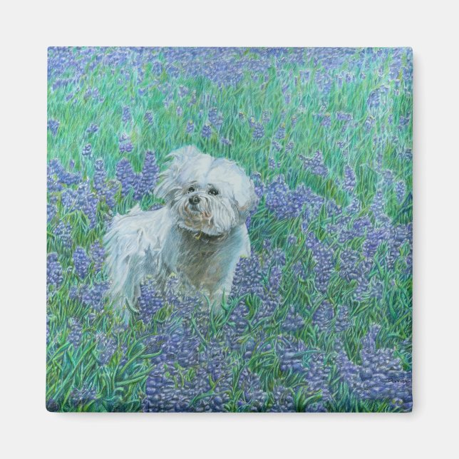 Íman Bichon Frise em Bluebonnets (Frente)