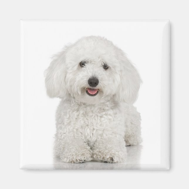 Íman Bichon Frise Magnet (Frente)