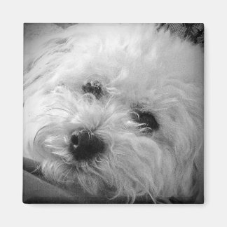 Íman Bichon Frise Maltipoo