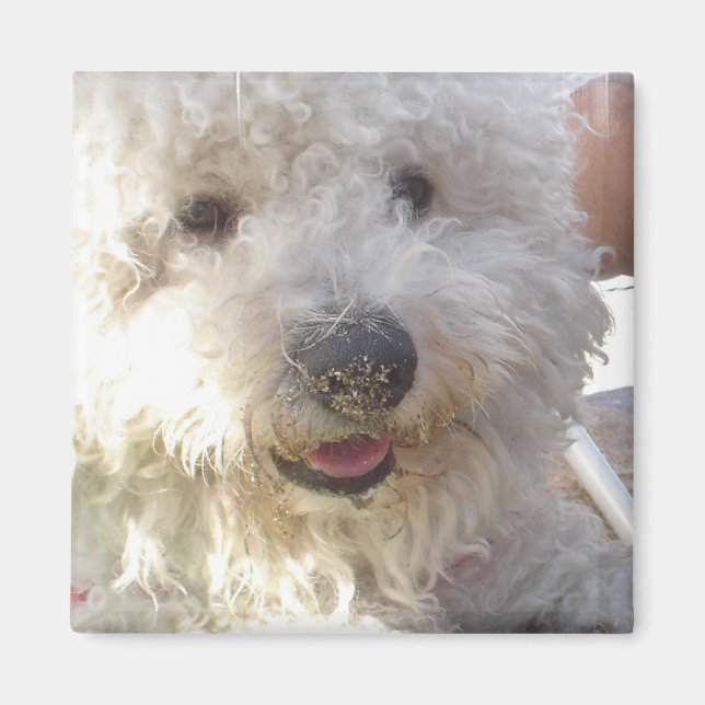 Íman Bichon Frise Square Magnet (Frente)