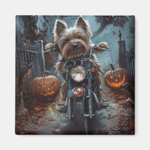 Íman Biewer Terrier Dirigindo Motocicleta Assustador de