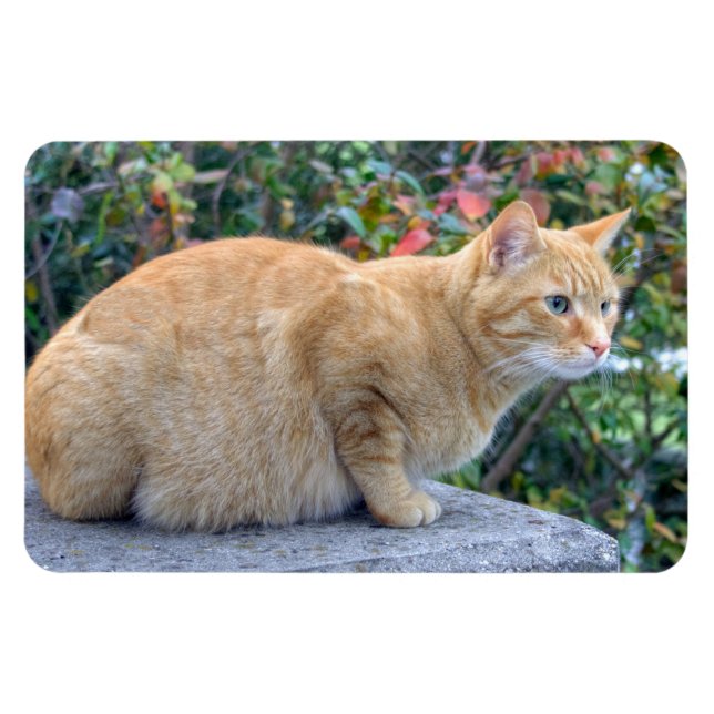 Íman Big Red Tabby (Horizontal)