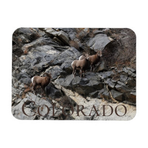 Íman Bighorn Sheep Colorado Souvenir