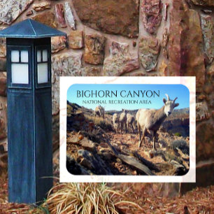 Íman BIghorn Sheep Ewes and Young, BIghorn Canyon