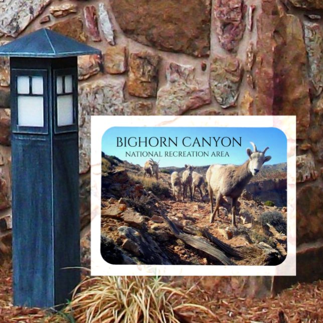 Íman BIghorn Sheep Ewes and Young, BIghorn Canyon (Criador carregado)