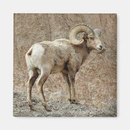 Íman Bighorn Sheep Magnet