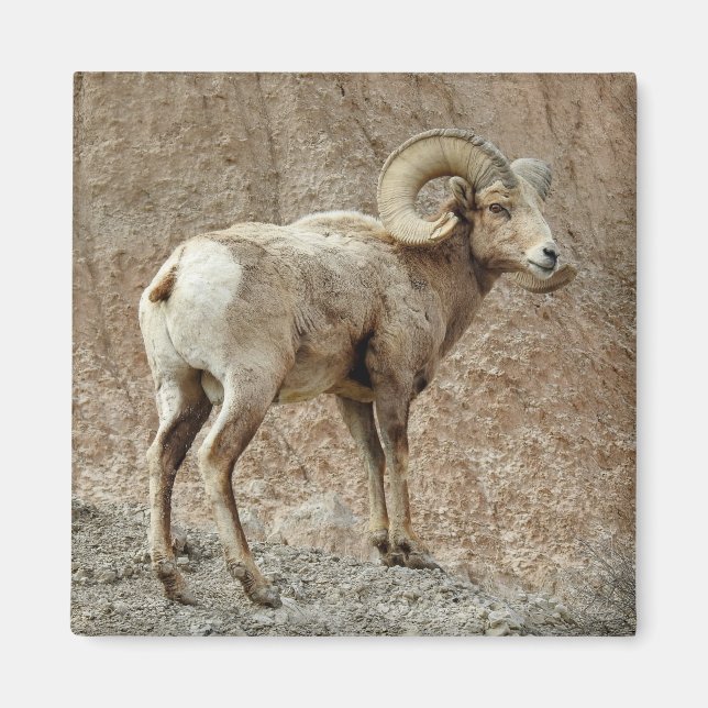 Íman Bighorn Sheep Magnet (Frente)