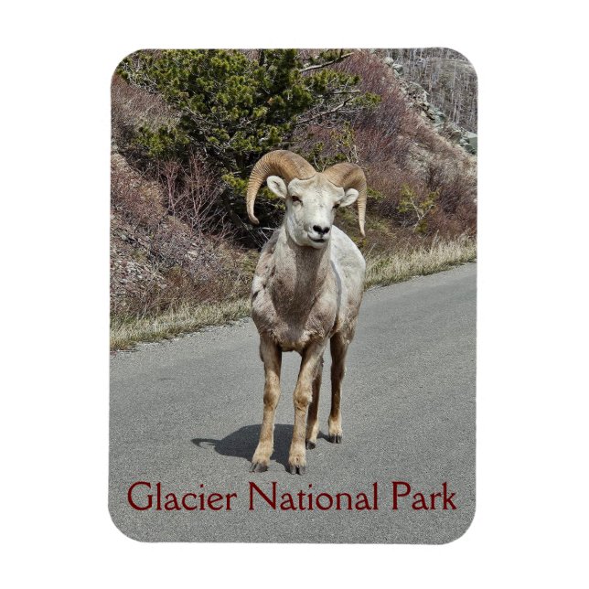 Íman Bighorn Sheep Photo (Vertical)