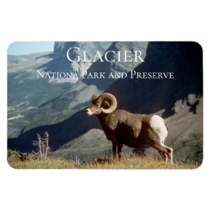 Íman Bighorn Sheep Ram, Glacier National Park, MT