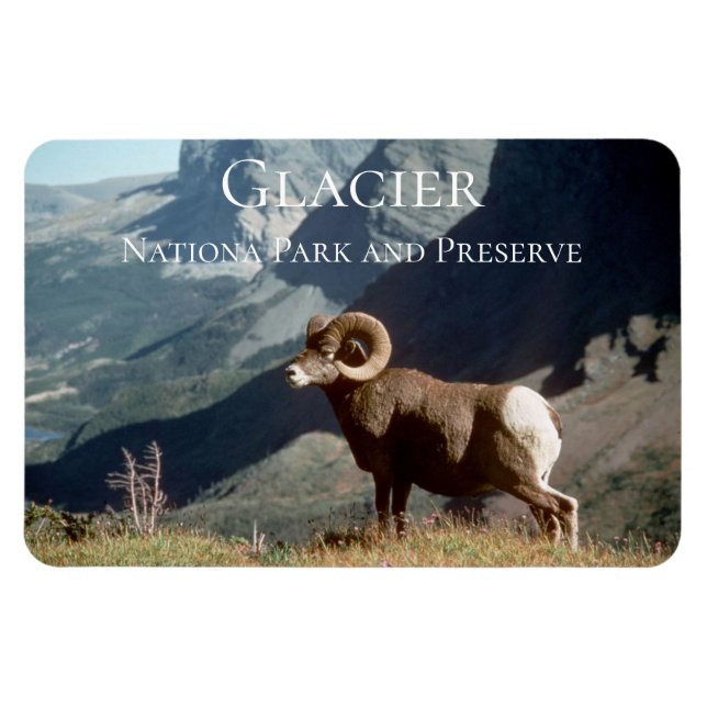Íman Bighorn Sheep Ram, Glacier National Park, MT (Horizontal)