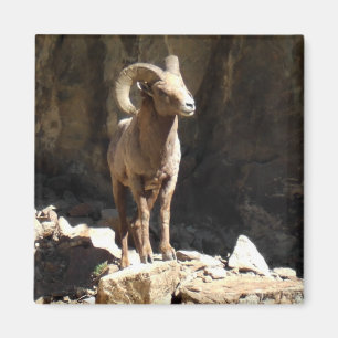 Íman Bighorn Sheep Ram perto de rochas no Colorado.