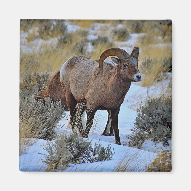 Íman Bighorn Sheep Snow Foto (Frente)