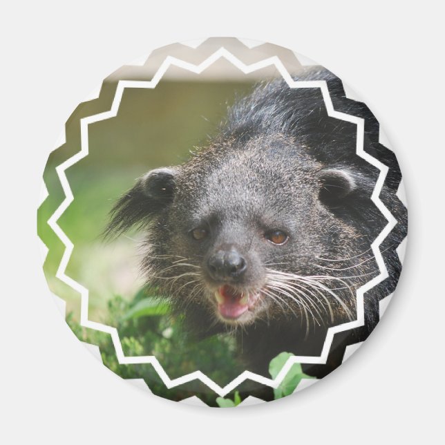 Íman Binturong Magnet (Frente)