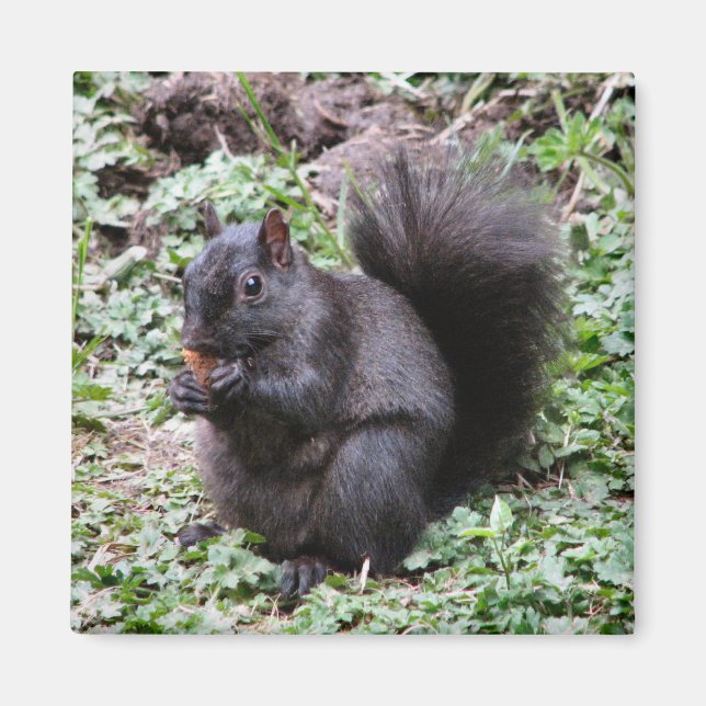 ÍMAN BIRCH BAY SQUIRREL (Frente)