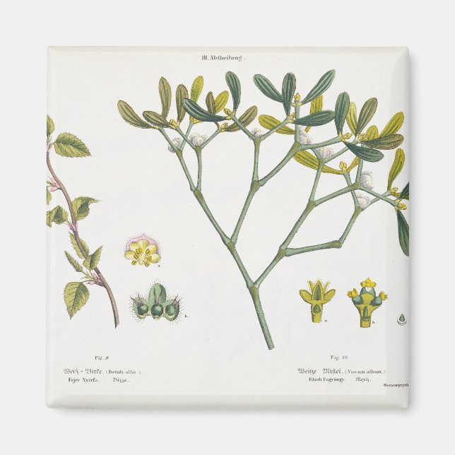 Íman Birch (esquerda) e Mistletoe (direita), fig. 9 e 1 (Frente)