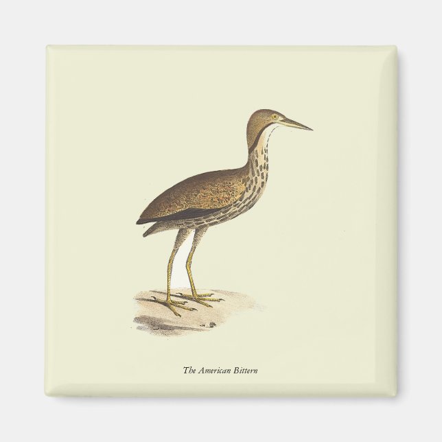 Íman Bird Americana (Botaurus lentiginosus) (Frente)